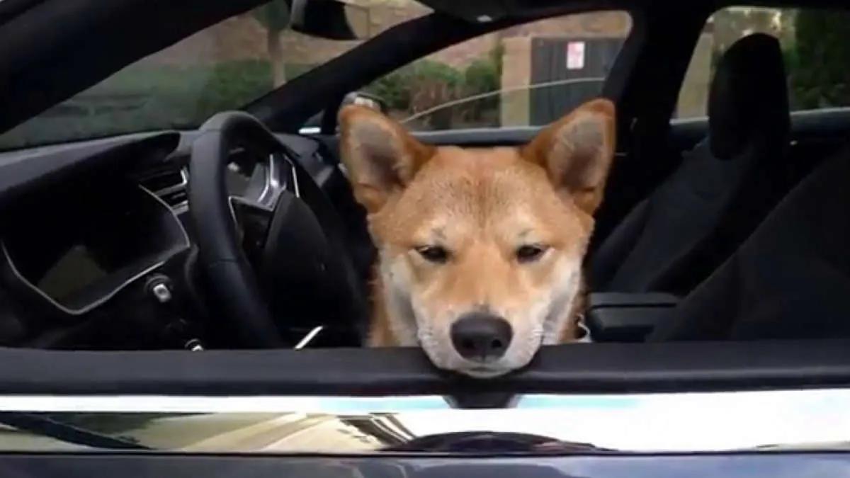 Ações Tesla e cotações Shiba Inu mostraram o mesmo resultado em 2022