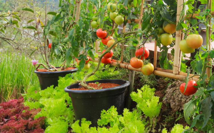 Grow a Garden do Roblox é maior do que quase todos os jogos — e isso também é um problema 2