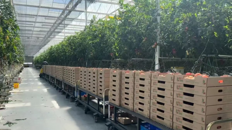 Heat from Bitcoin Mining Warms Canadian Greenhouses with Tomatoes 1